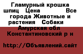 Гламурный крошка шпиц › Цена ­ 30 000 - Все города Животные и растения » Собаки   . Амурская обл.,Константиновский р-н